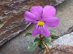 05 Viola Comollia (Viola di Comolli)